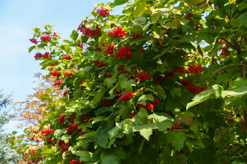 Light blue sky and red fruits in the leafage of Viburnum opulus in mid September