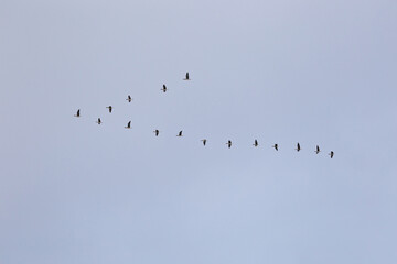 A flock of greater white fronted geese (Anser albifrons) migrates across the Japanese sky, forming a perfect V.