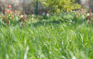 Green grass background in garden on sunny day. High quality photo