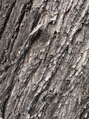Close-Up of Rough and Textured Tree Bark