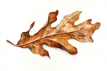 Naklejka premium A brown curled oak leaf in watercolor, realistic decay and soft shading, isolated