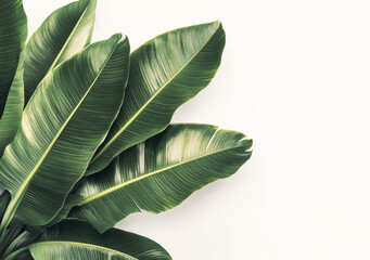 Obraz premium Lush tropical leaves on white background create vibrant and fresh atmosphere, perfect for nature inspired designs and decor