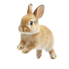 Obraz premium larkspur stems isolated on transparent png