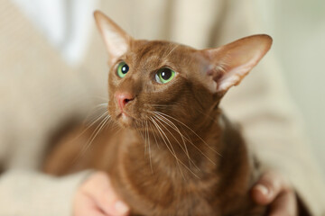 Woman with cute Oriental Shorthair cat at home, closeup. Adorable pet