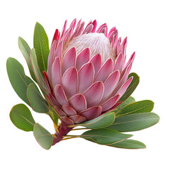 antelope grazing serenely isolated on transparent png