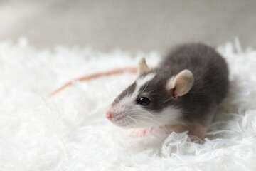 Adorable little rat on white feathers, closeup. Space for text