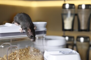 Grey rat looking for food in kitchen, space for text. Pest control