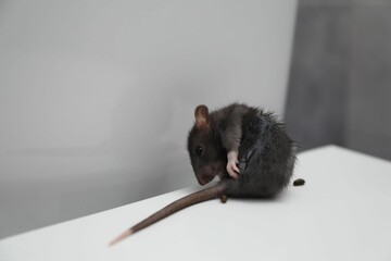 Rat and dropping on toilet bowl in bathroom. Pest control