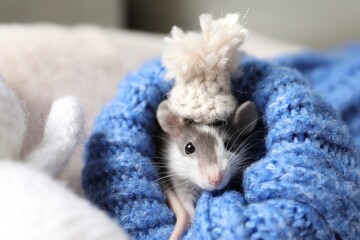 Naklejka premium Adorable little rat with hat in blue sweater, closeup