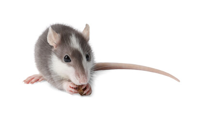 Cute rat with dry food on white background. Little pet