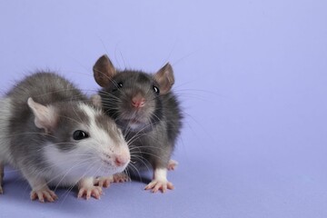 Cute rats on violet background, closeup. Space for text
