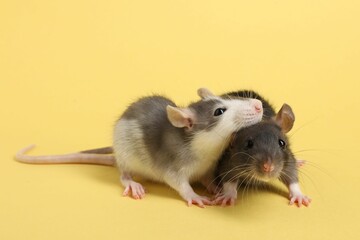 Cute rats on yellow background. Little pets