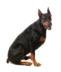 Adorable Doberman sitting on white background. Domestic pet