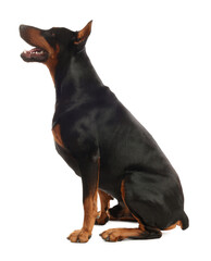 Adorable Doberman sitting on white background. Domestic pet