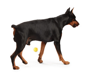 Adorable Doberman on white background. Domestic pet