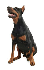 Adorable Doberman sitting on white background. Domestic pet