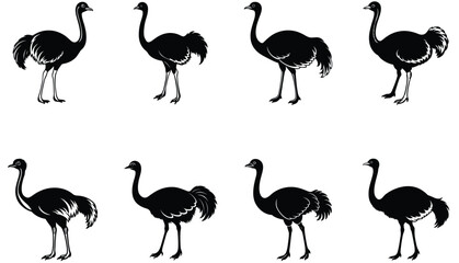 Ostrich vector shilhouette bundle.  Ostrich set