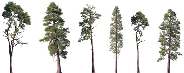 Set of Pinus radiata and Pinus ponderosa frontal isolated png on a transparent background perfectly...