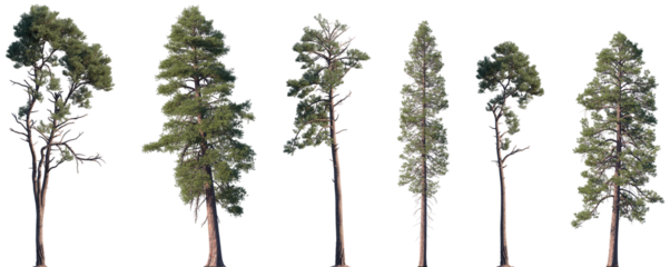 Set of Pinus radiata and Pinus ponderosa frontal isolated png on a transparent background perfectly cutout