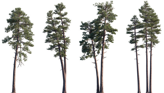 Set of Pinus ponderosa and Pinus radiata frontal isolated png on a transparent background perfectly cutout