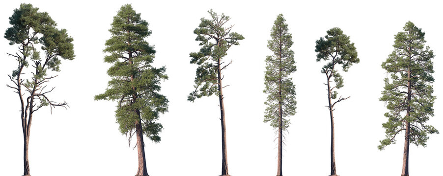 Fototapeta Set of Pinus radiata and Pinus ponderosa frontal isolated png on a transparent background perfectly cutout