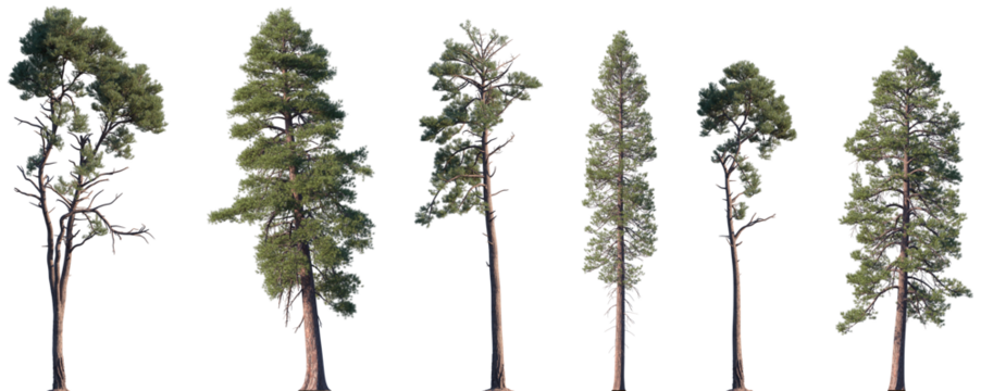 Set of Pinus radiata and Pinus ponderosa frontal isolated png on a transparent background perfectly cutout