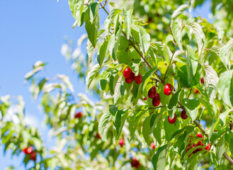 Red dogwood berries hanging on a tree against a blue sky. High quality photo