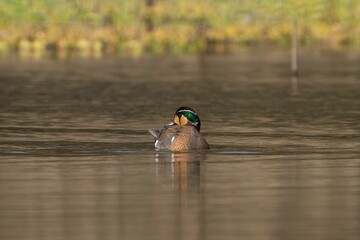 Duck preening on tranquil lake