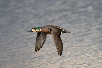 Duck in Flight Over Water