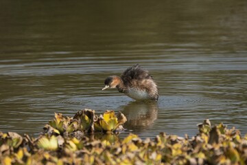 Bird on a tranquil pond with water plants.
