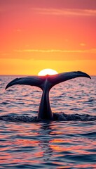 A beautiful whale tail cutting the horizon as the sun sets over a calm sea. Suitable for designs focused on nature and ocean beauty.