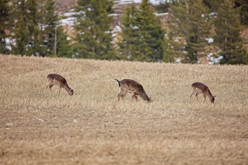 Herd of white tailed deer (odocoileus virginianus) standing in field eating on a cloudy spring day, Porkkala, Kirkkonummi, Finland.