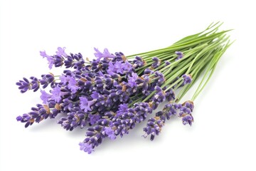 A bunch of fresh lavender sprigs with purple flowers, isolated