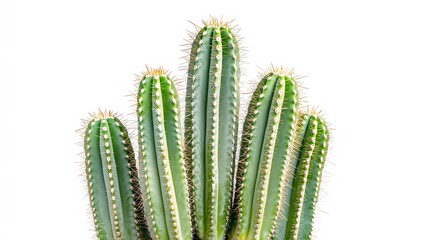 Healthy Green Cactus Plant with Tall Stems and Sharp Spines Isolated on White Background