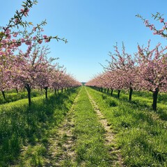 Naklejka premium Spring blossoms in an orchard, pathway