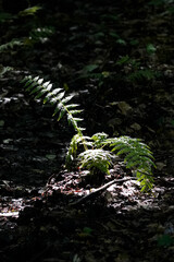 Close up of bright green fern (Polypodiales) leafs sunlit in dark black forest background, North Rhine-Westphalia, Germany