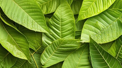 Fototapeta premium Lush Green Leaves Background