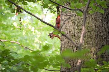 Left side view of Eurasian red squirrel (Sciurus vulgaris) on a tree looking away into the forest through the forest, North Rhine-Westphalia, Germany