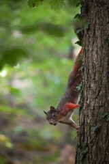 Close up of Eurasian red squirrel (Sciurus vulgaris) running down a tree and shouting to others in the forest, North Rhine-Westphalia, Germany