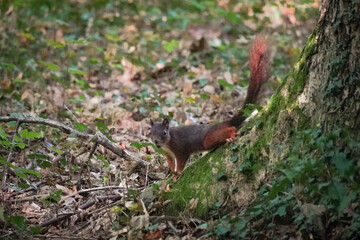 Eurasian red squirrel (Sciurus vulgaris) at the bottom of a tree shouting to others in the forest, North Rhine-Westphalia, Germany
