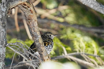枝に止まるトラツグミ