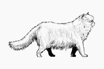 Persian cat animal illustration vector
