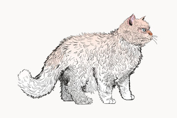 Selkirk Rex Shorthair cat animal illustration vector