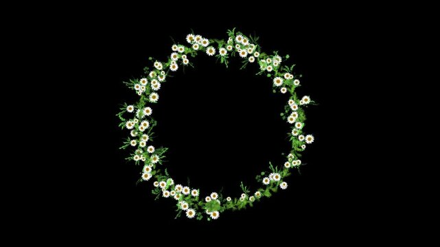 Flower crown, blooming daises floral wreath circular border animation isolated on black background with alpha matte.