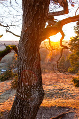 Obraz premium Setting sun shining through the branches of a beautiful old tree