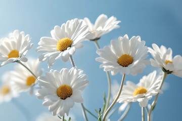 Daisies in Bloom