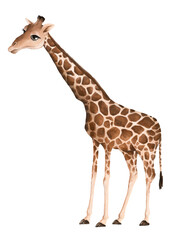 Fototapeta premium Giraffe png sticker, cute animal illustration, transparent background