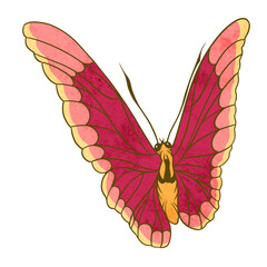 Pink aesthetic butterfly png sticker, vintage insect illustration, transparent background