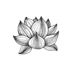 Lotus flower vector illustration hand drawn with ink and isolated on white background.