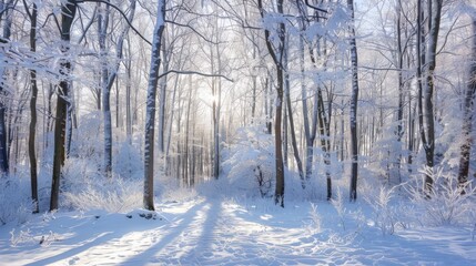 Fototapeta premium A forest covered in snow during winter